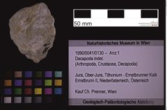 Foto (Objekt + Etiketten) von Decapoda indet. (NHMW-GEO-1990-0041-0130)